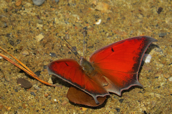 Goatweed Leafwing